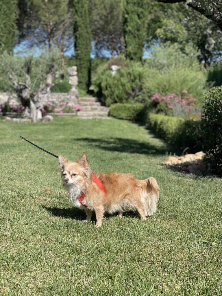 Chien au Domaine de Labarthe
