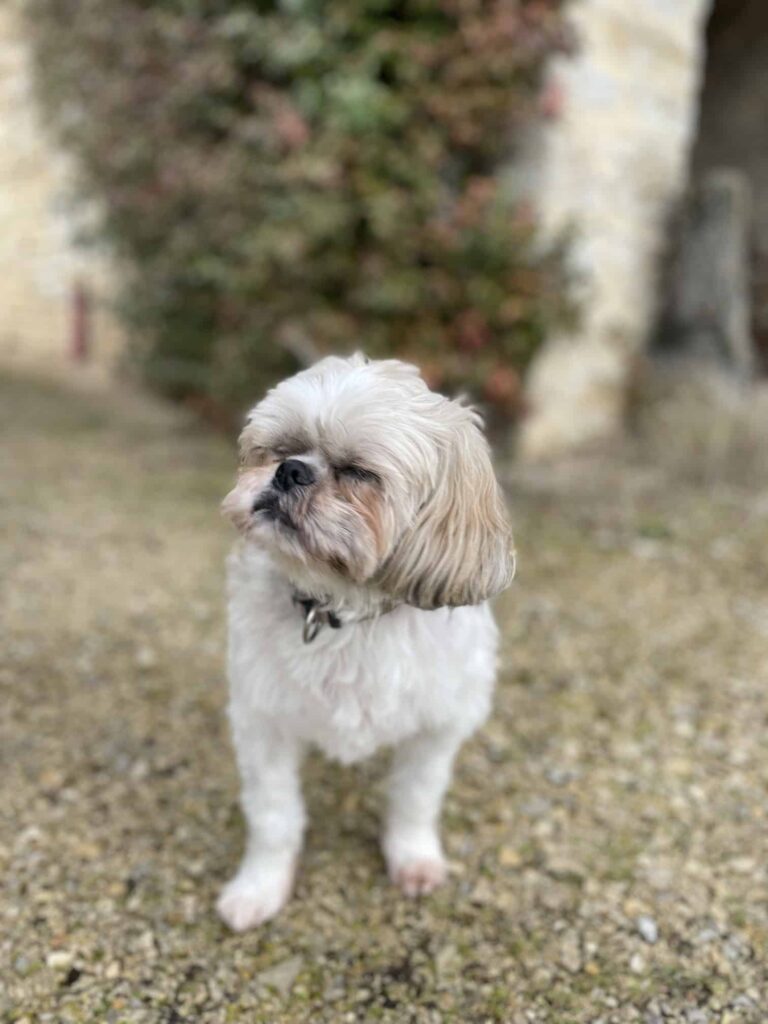 Chien au Domaine de Labarthe