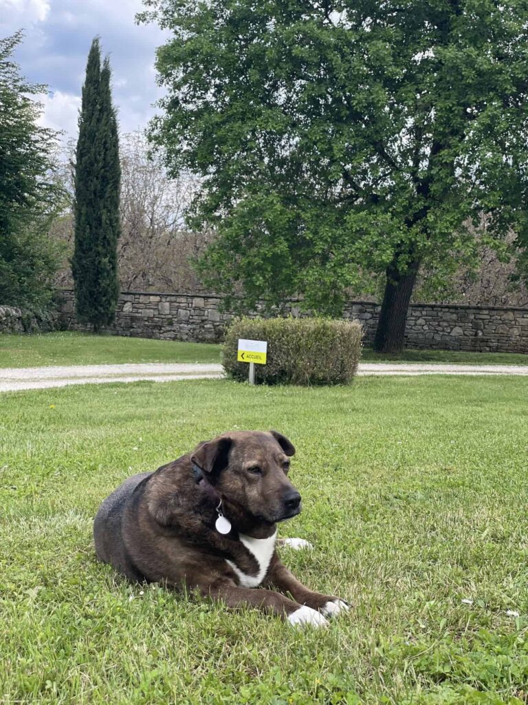 Chien au Domaine de Labarthe
