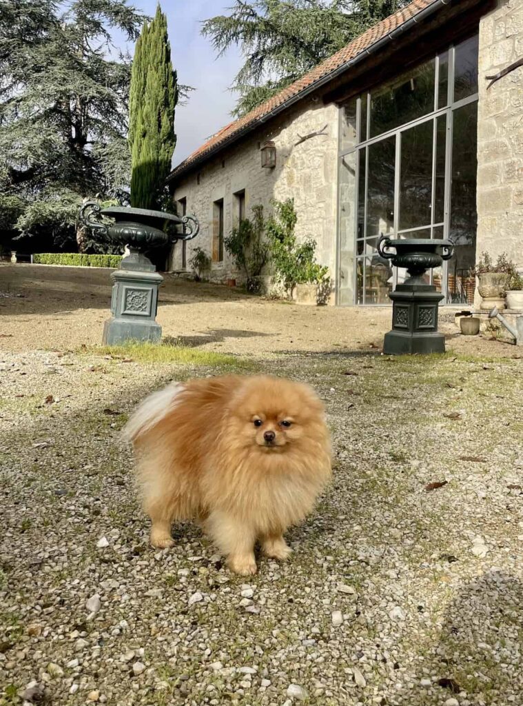 Chien au Domaine de Labarthe