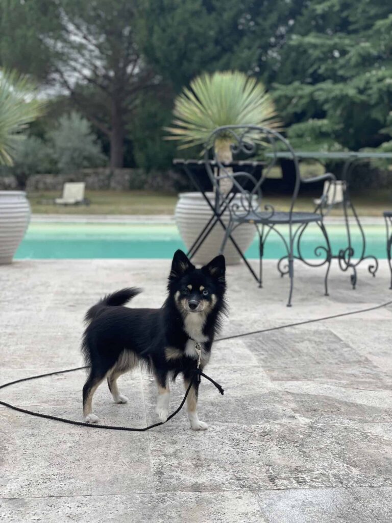 Chien au Domaine de Labarthe