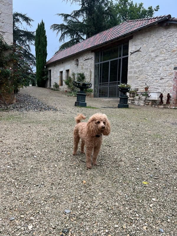 Chien au Domaine de Labarthe