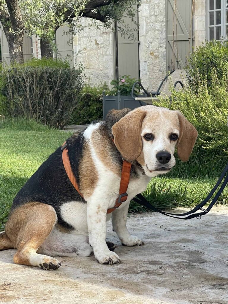 Chien au Domaine de Labarthe