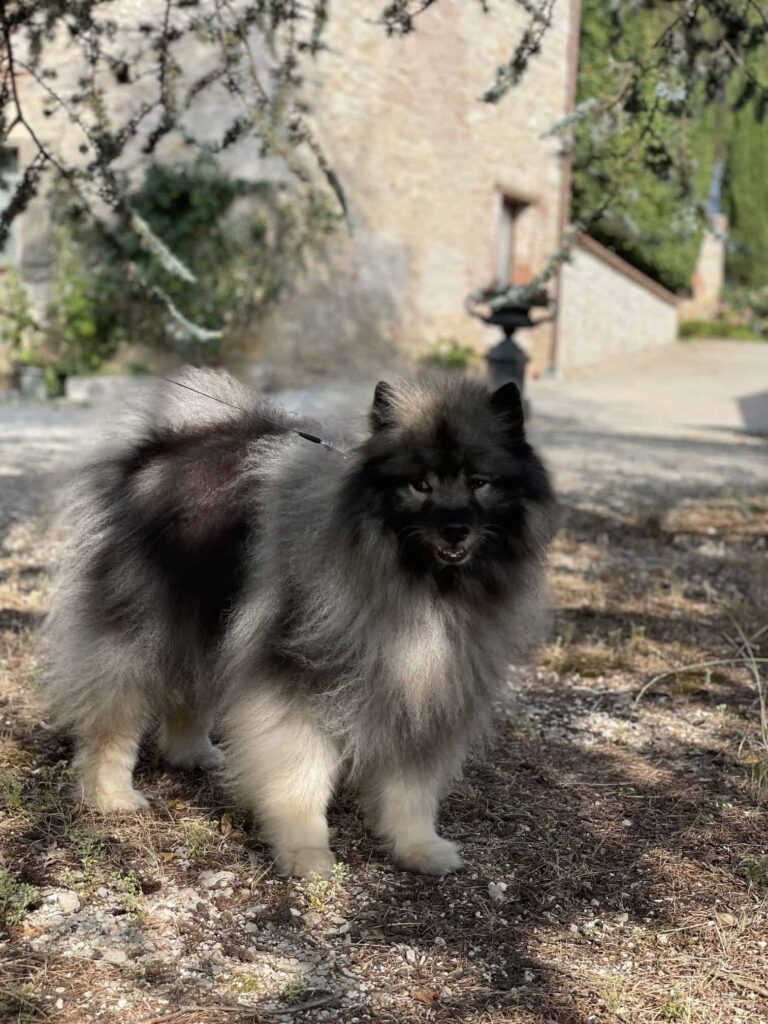 Chien au Domaine de Labarthe