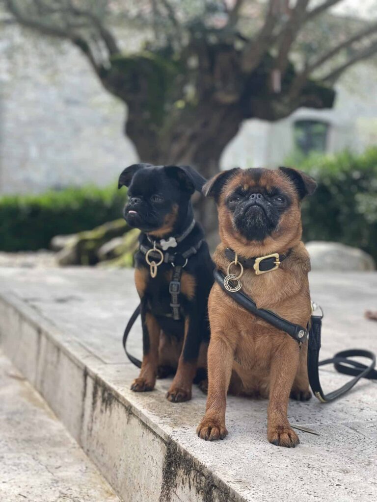 Chien au Domaine de Labarthe