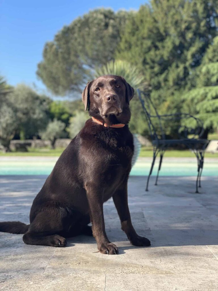 Chien au Domaine de Labarthe