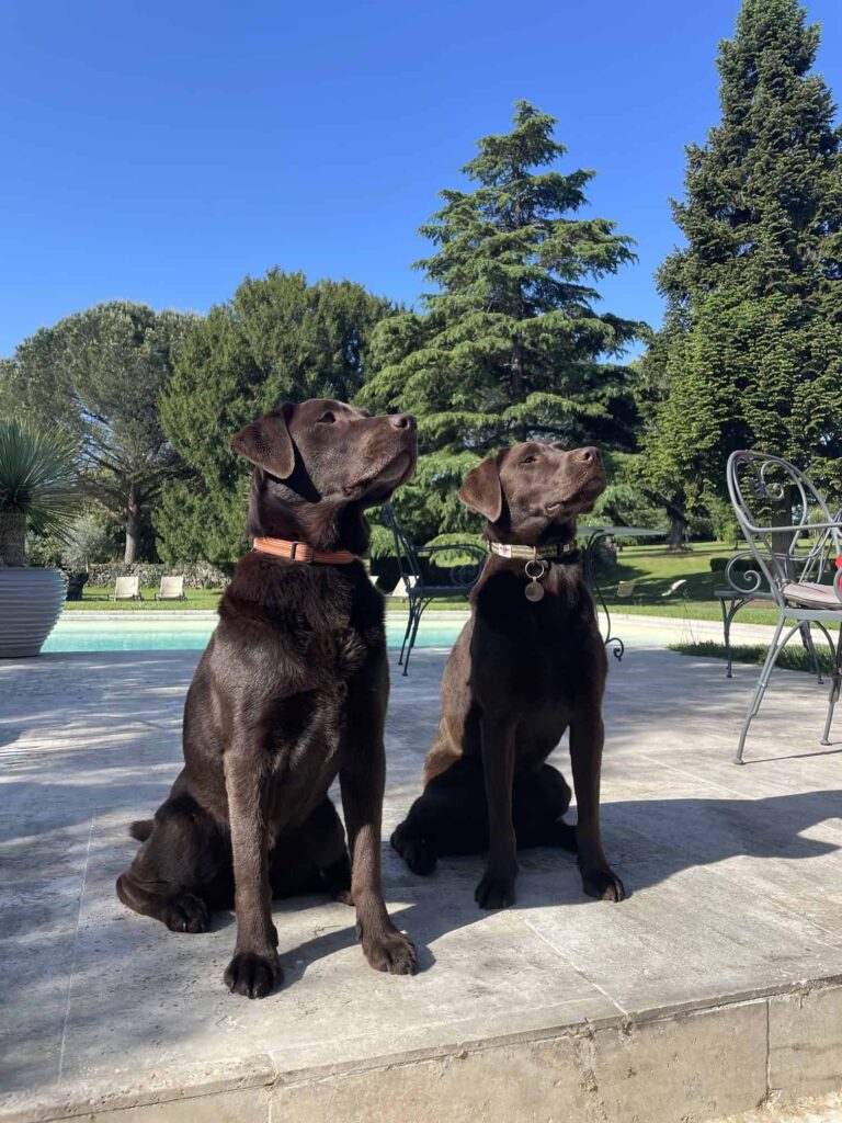 Chien au Domaine de Labarthe