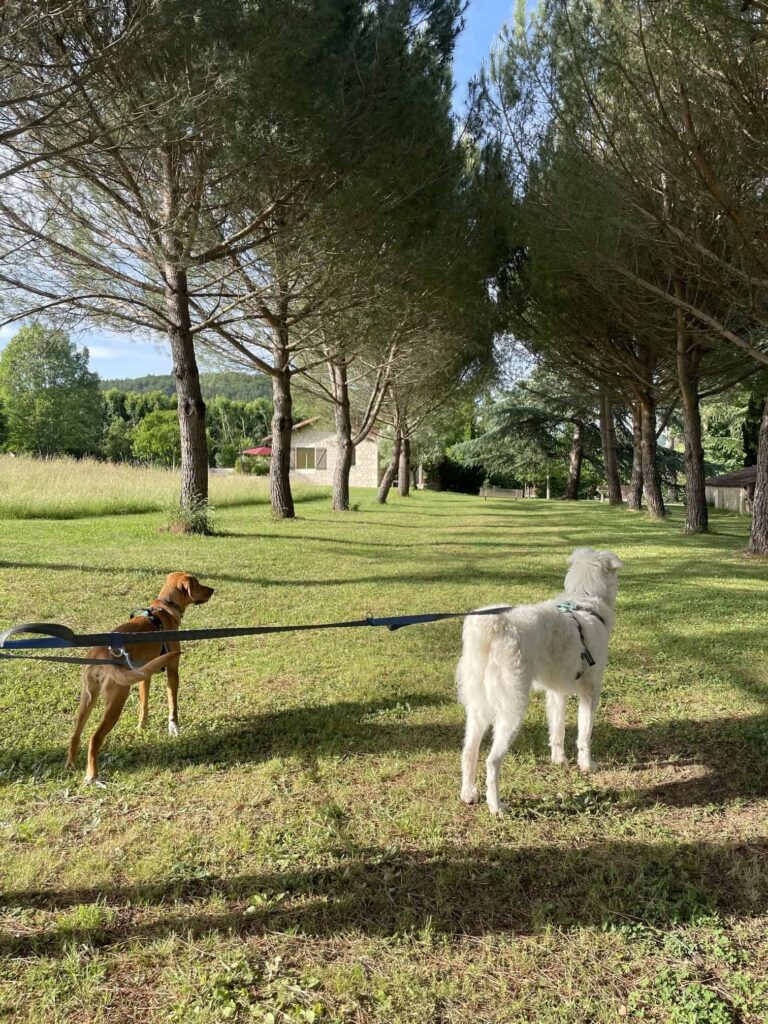 Chien au Domaine de Labarthe