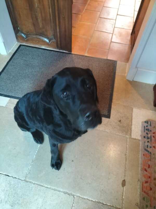 Chien au Domaine de Labarthe