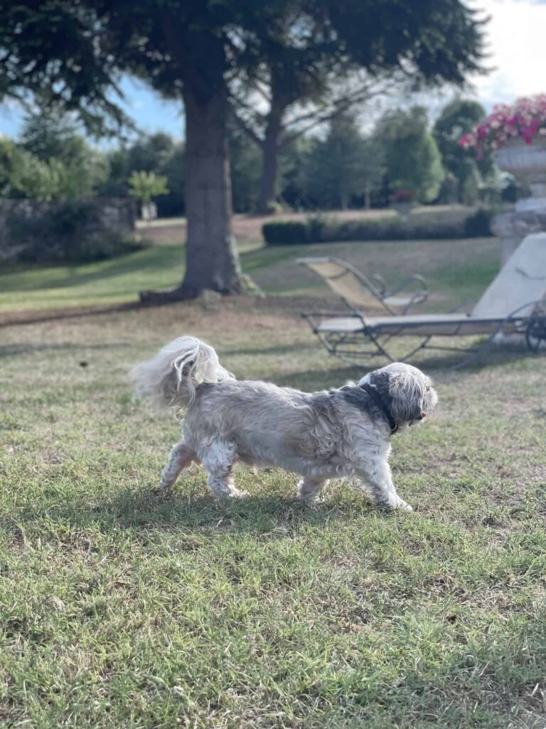 Chien au Domaine de Labarthe