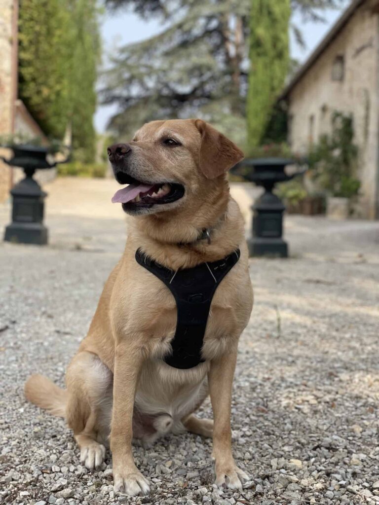 Chien au Domaine de Labarthe