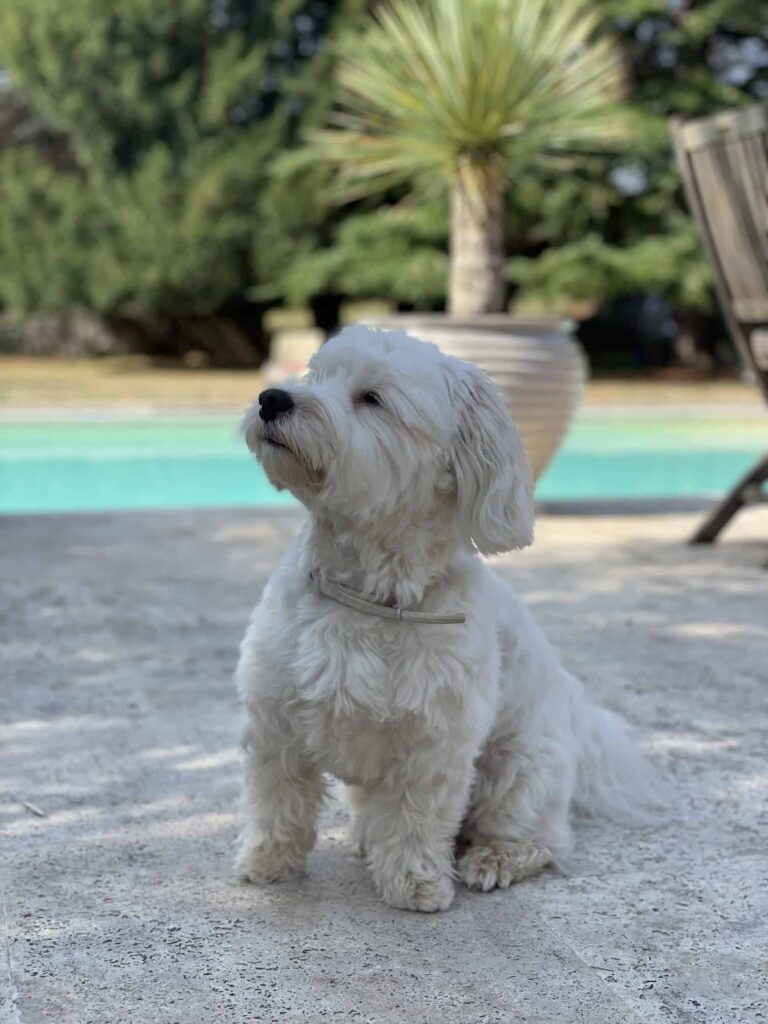 Chien au Domaine de Labarthe