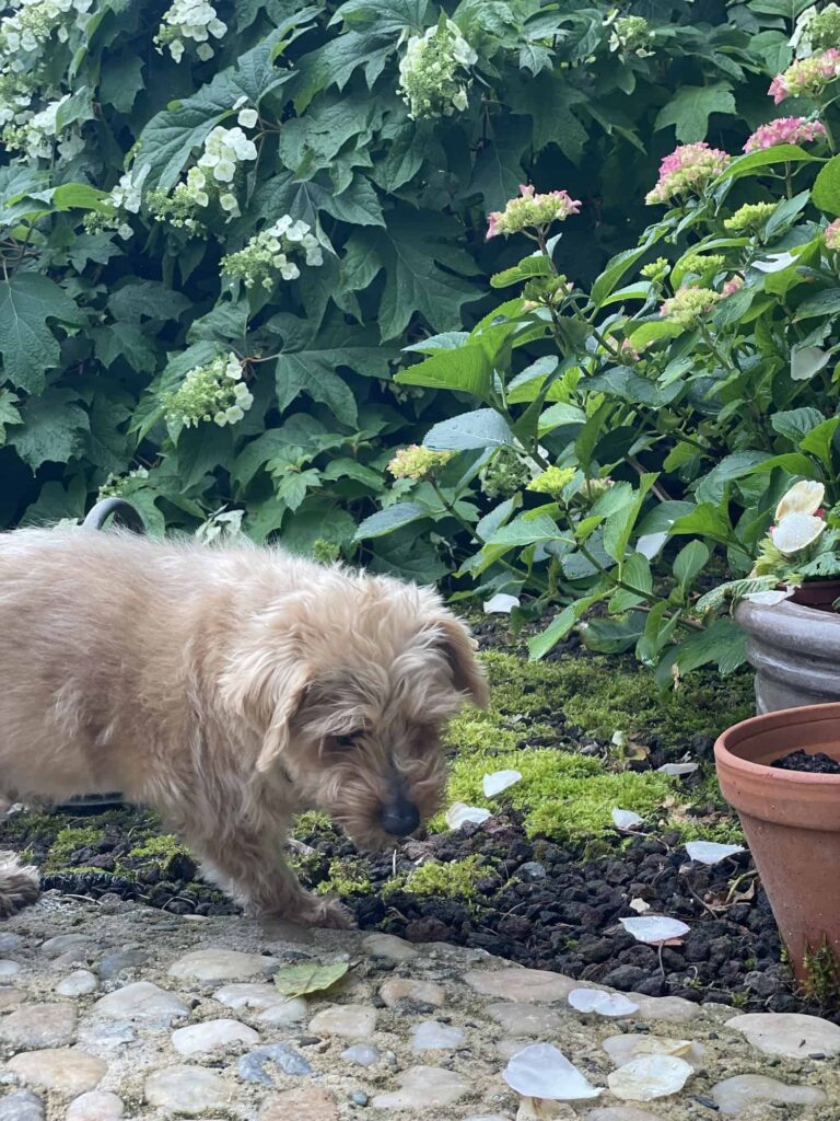 Chien au Domaine de Labarthe