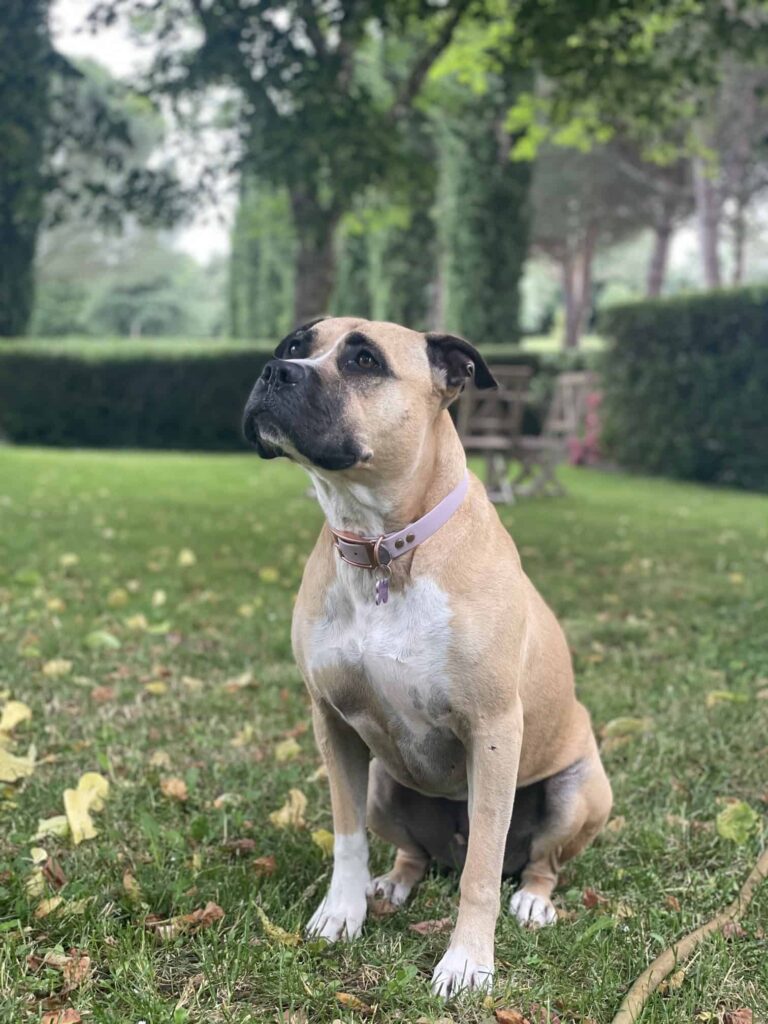 Chien au Domaine de Labarthe