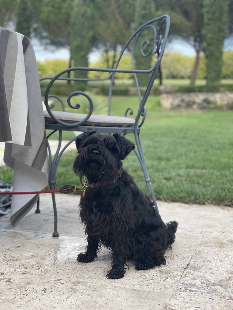 Chien au Domaine de Labarthe