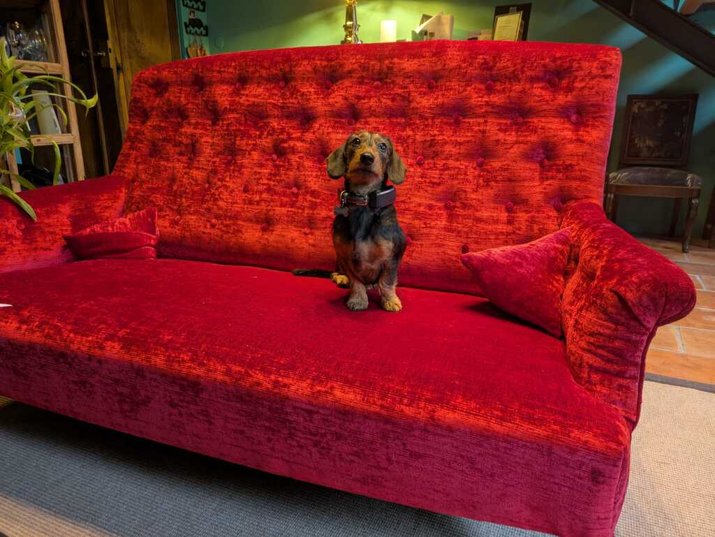 Chien au Domaine de Labarthe