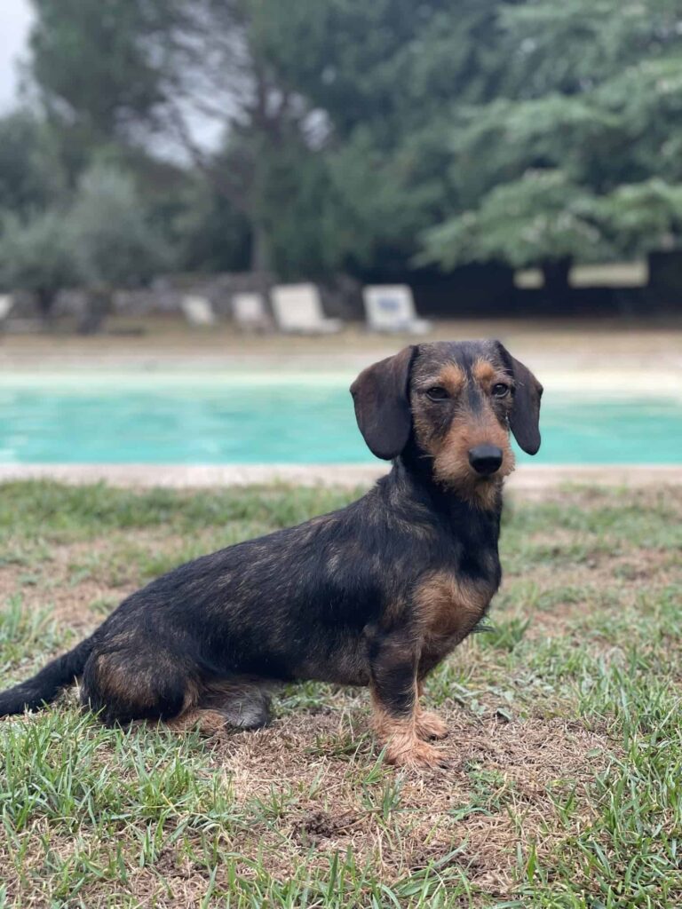 Chien au Domaine de Labarthe