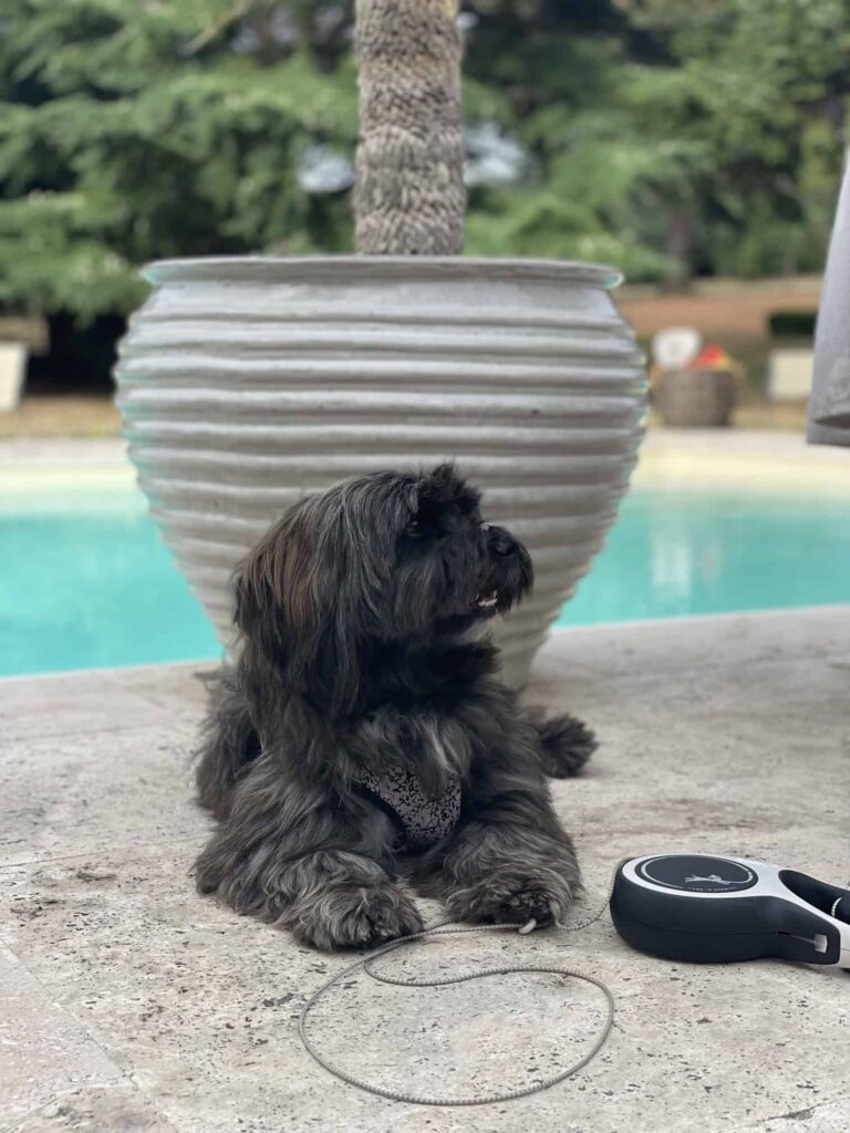 Chien au Domaine de Labarthe