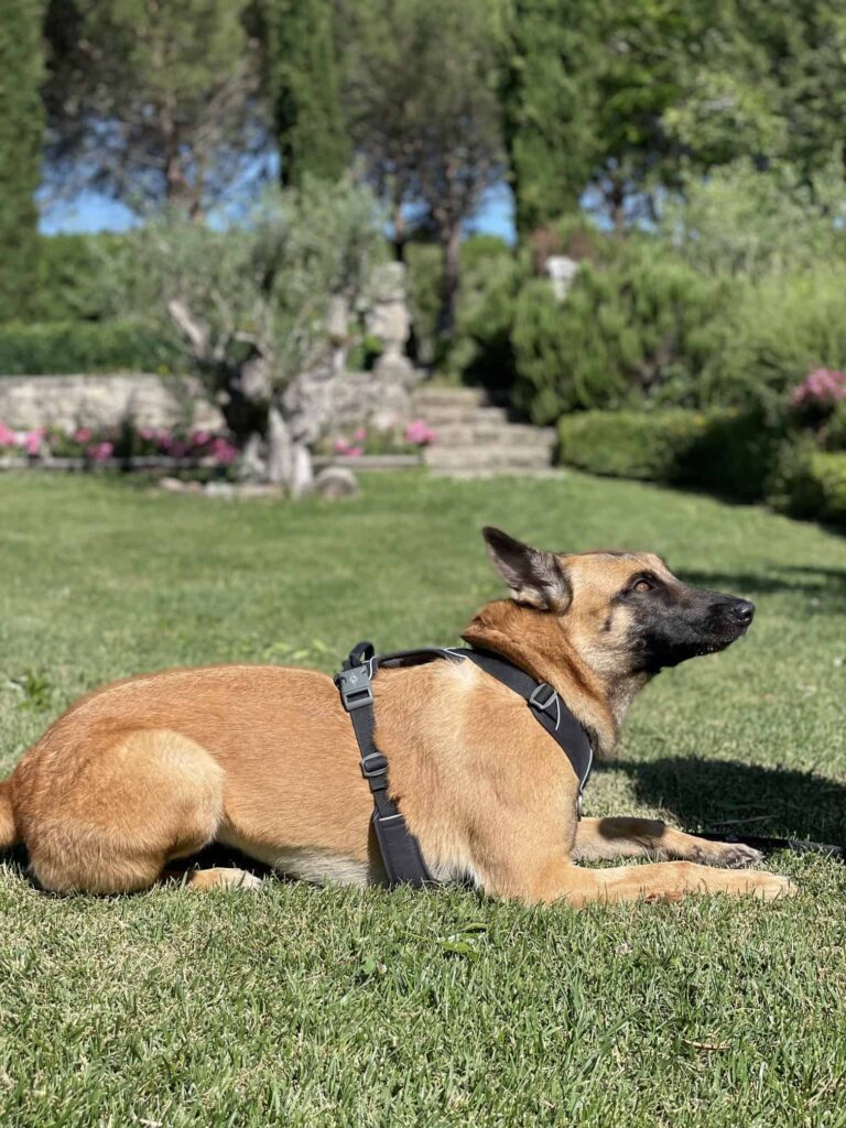 Chien au Domaine de Labarthe