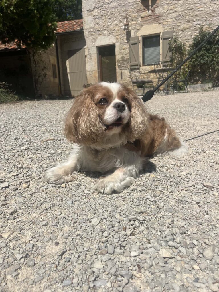 Chien au Domaine de Labarthe