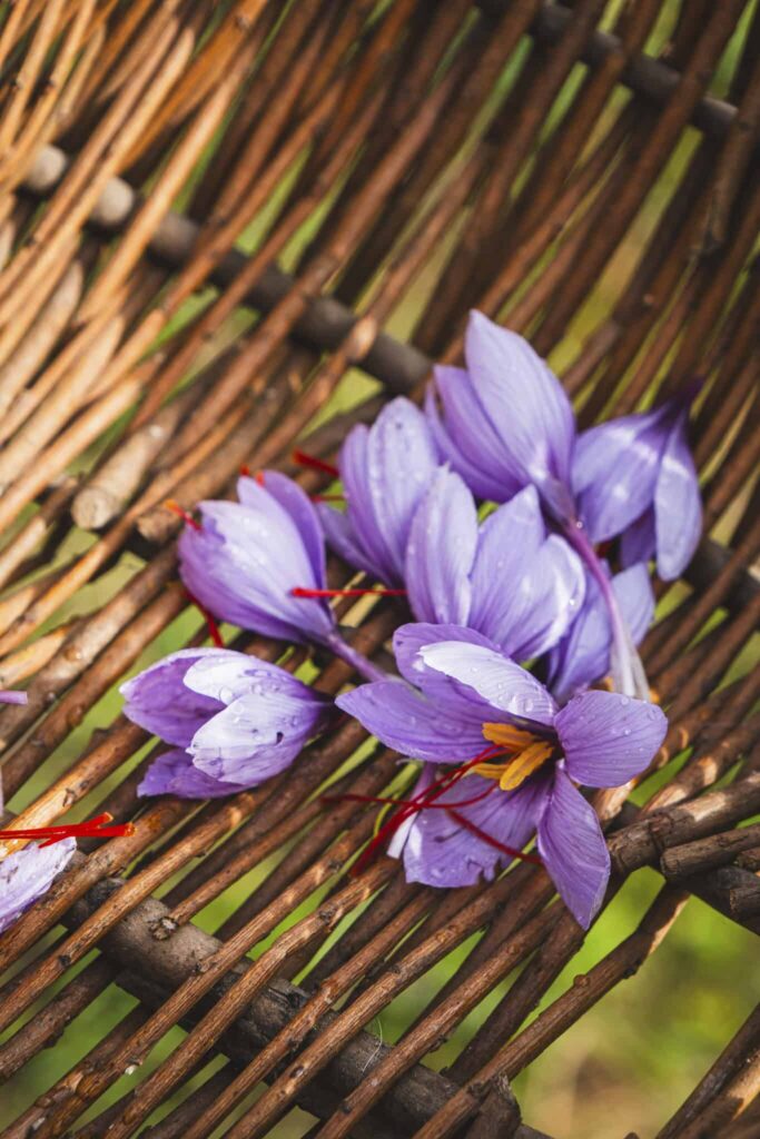Fleurs de crocus à safran fraîchement récoltées dans un panier en osier