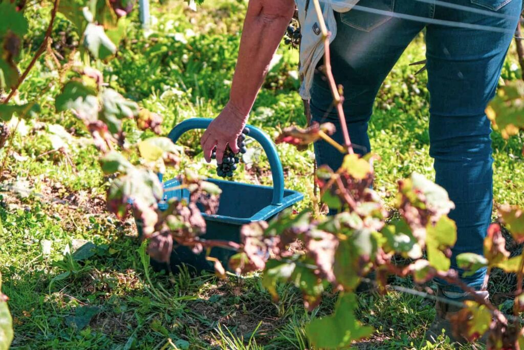 Récolte manuelle de grappes de raisin lors des vendanges dans le vignoble de Cahors